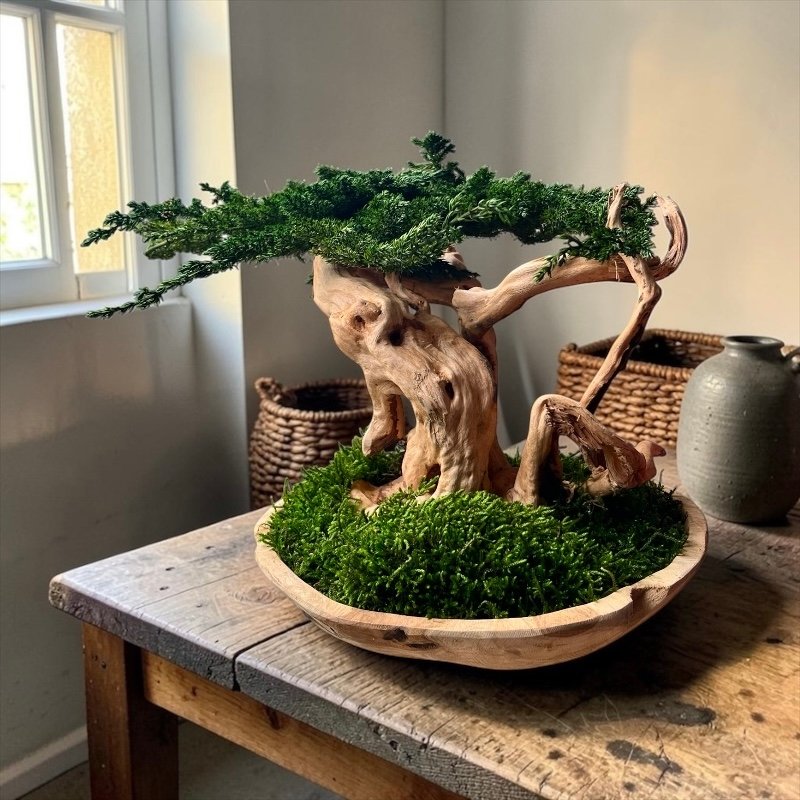 bonsai raiz 800 x 800 1